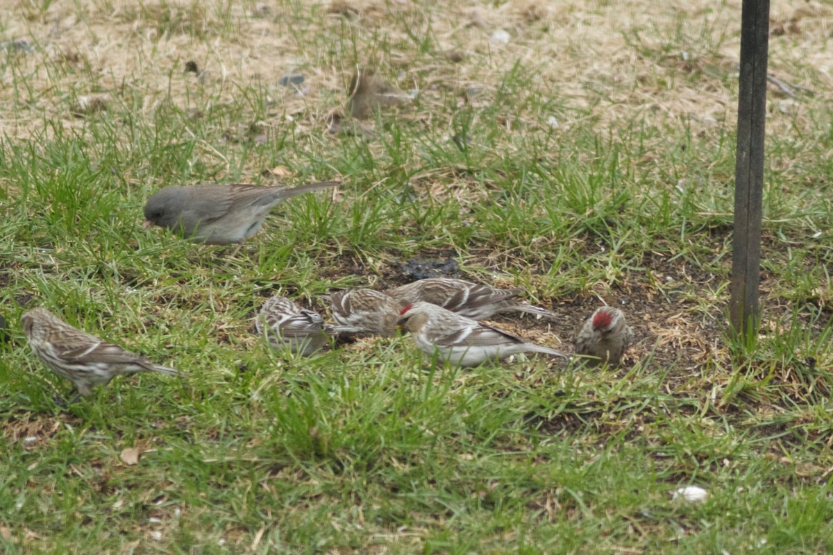 Hoary Redpoll (exilipes) - ML162645841