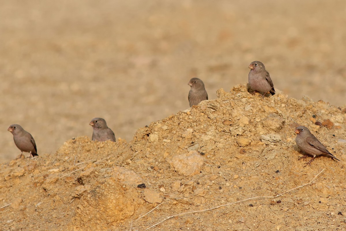 Trumpeter Finch - ML162646751