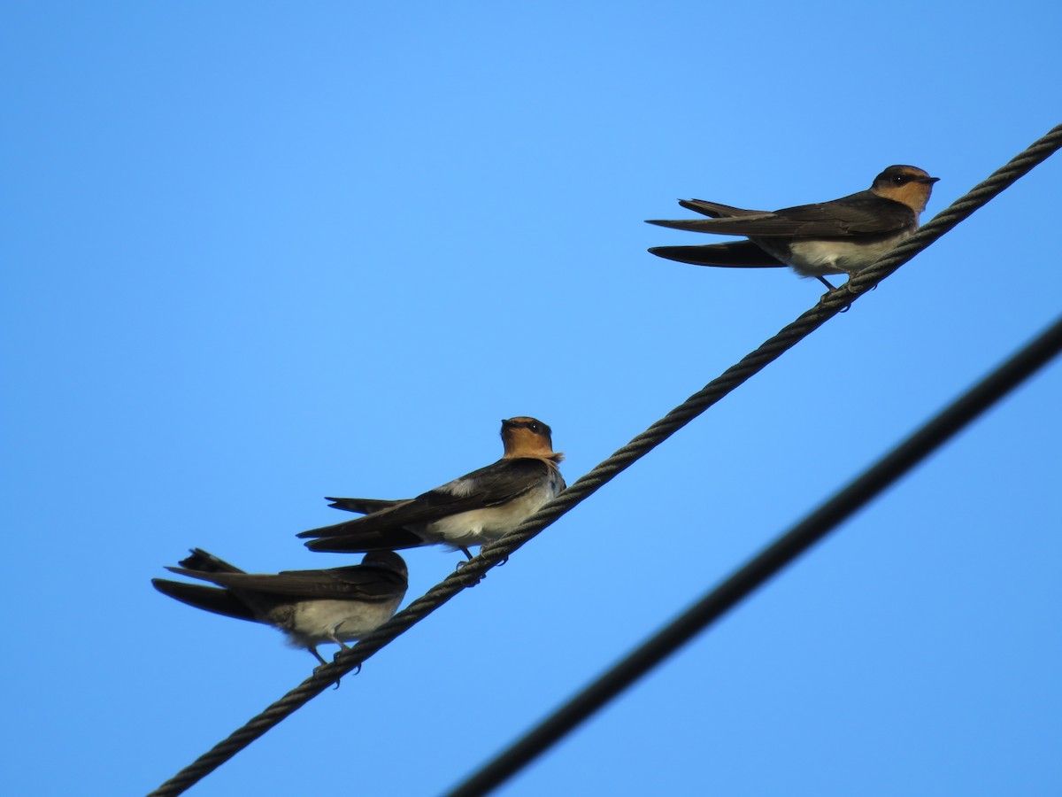 Pacific Swallow - ML162647921