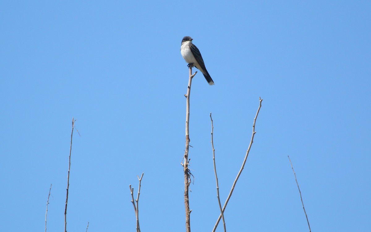 Eastern Kingbird - ML162648111