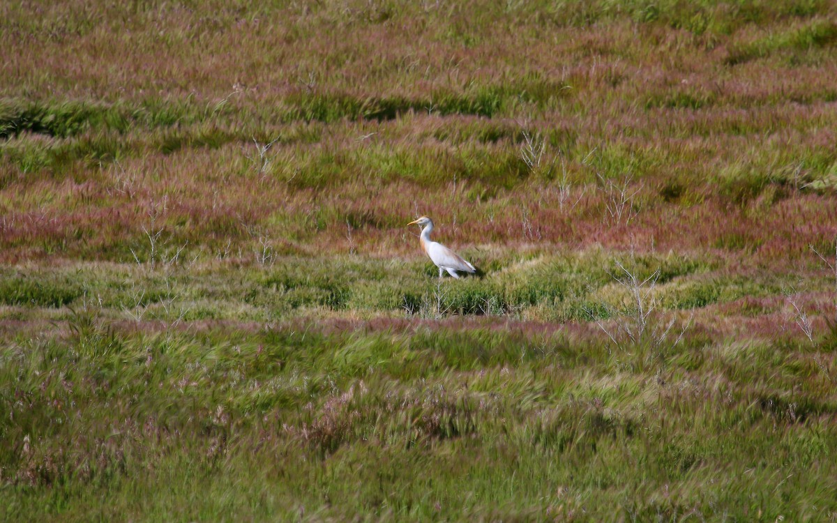 Western Cattle Egret - ML162648231