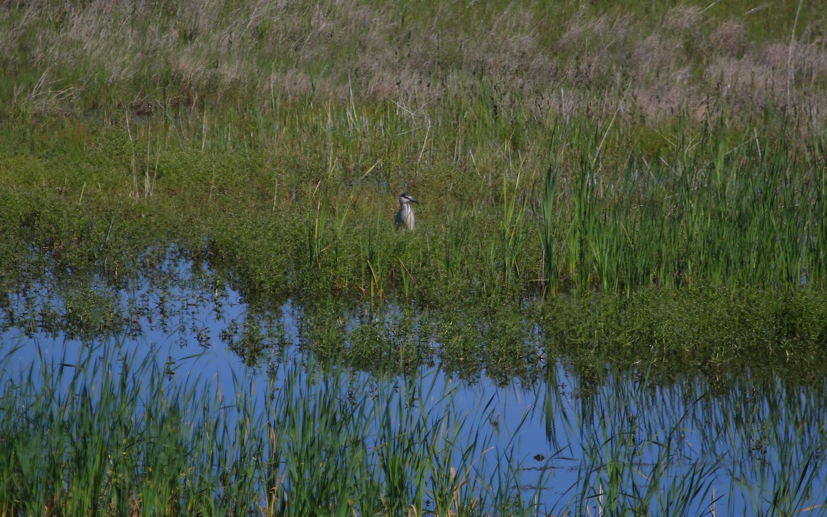 Black-crowned Night Heron - ML162648261