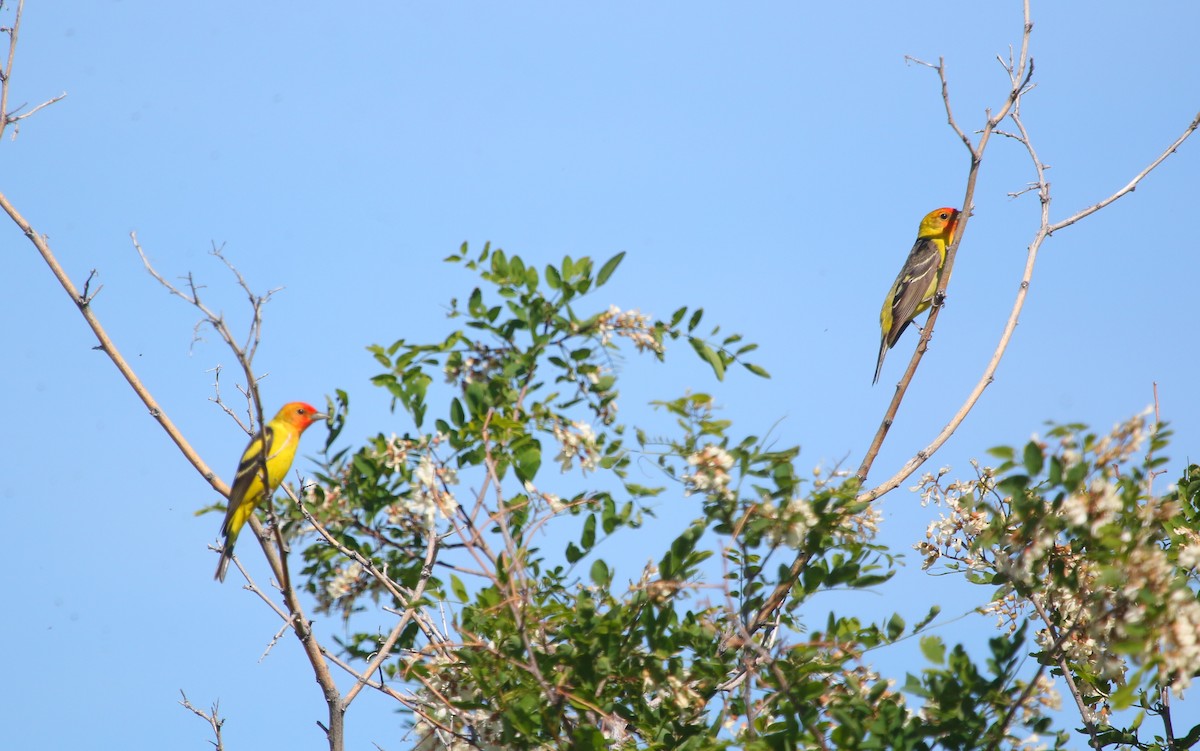 Western Tanager - ML162648311
