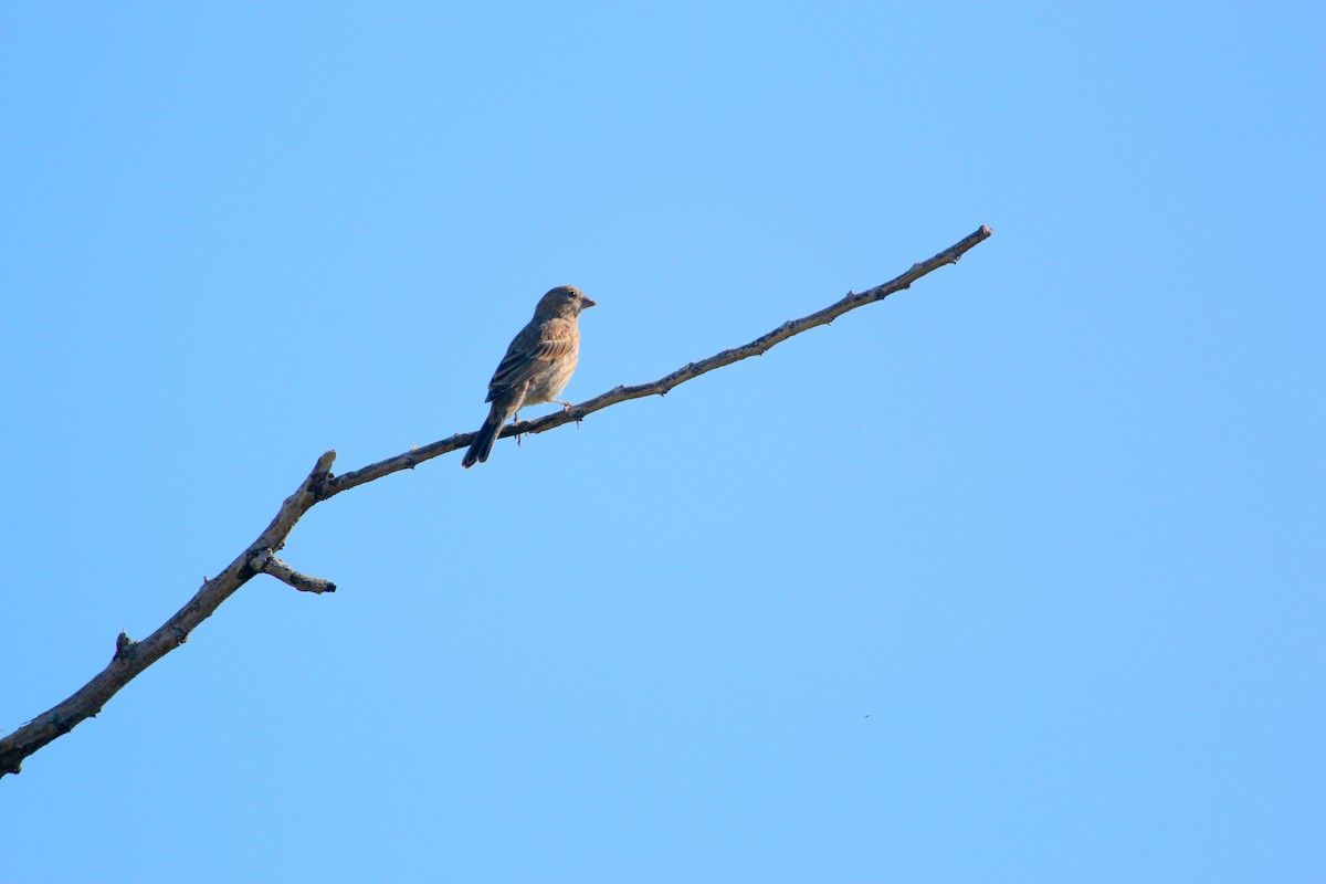 House Finch - ML162648721