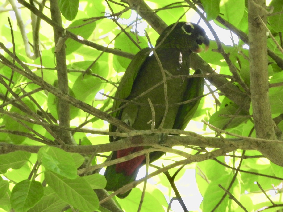 Scaly-headed Parrot - bob butler