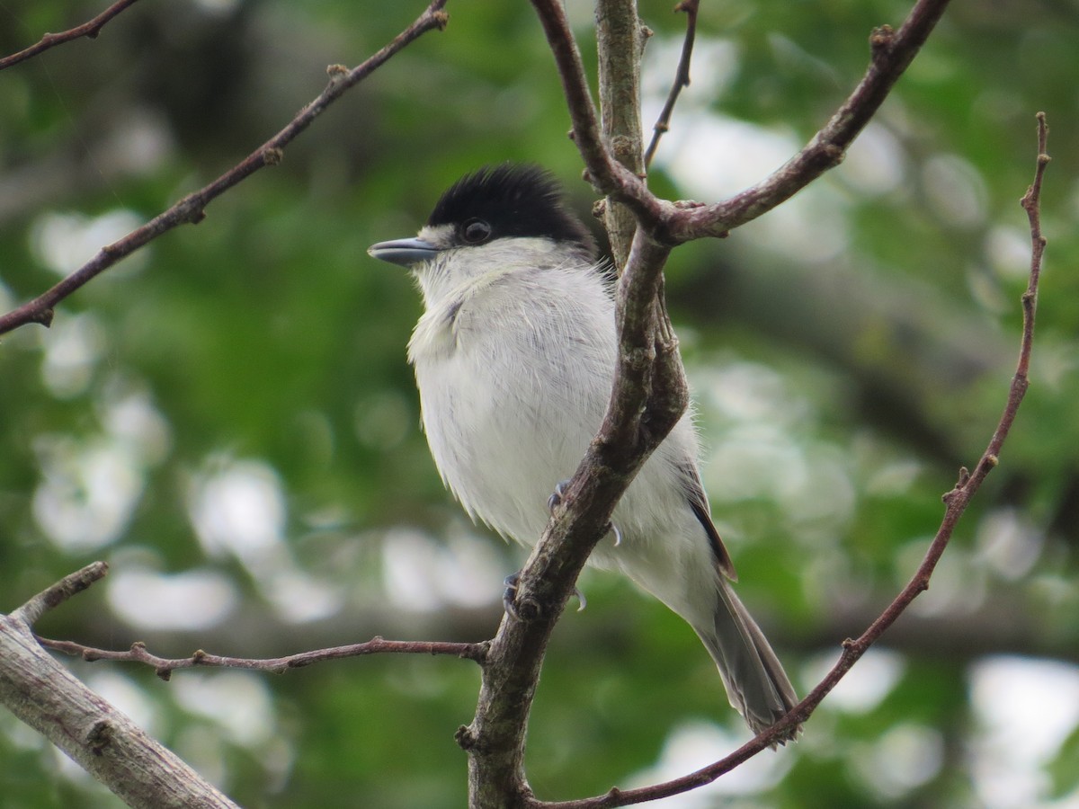 Cinereous Becard - Gabriel Utria - Quetzal Birdwatch