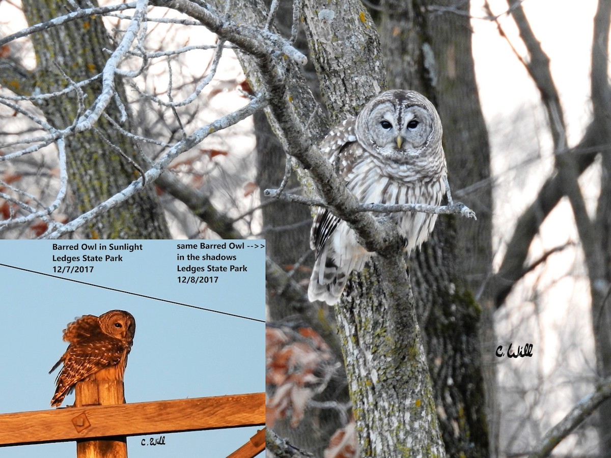 Barred Owl - ML162650671