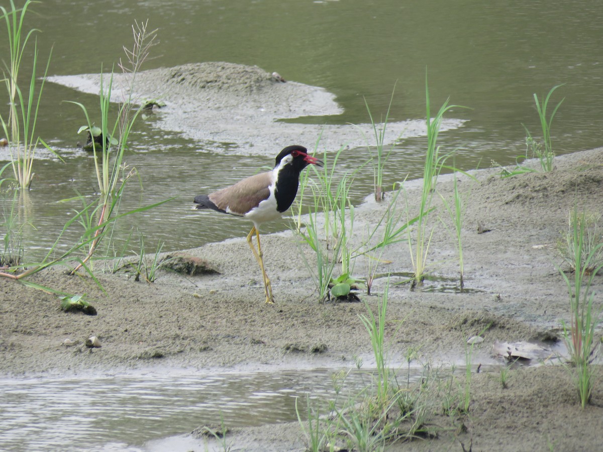 Red-wattled Lapwing - Debjani Ghosh