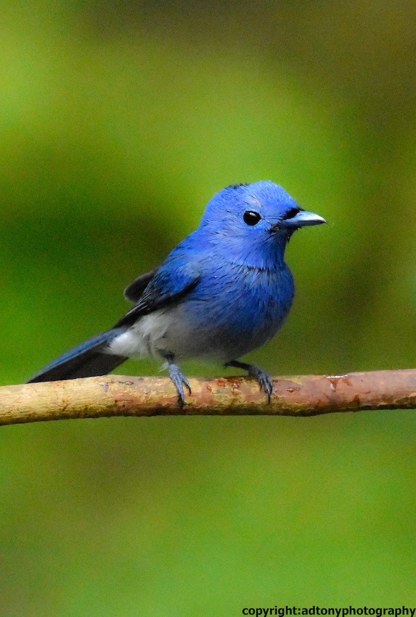 Black-naped Monarch - ML162653001