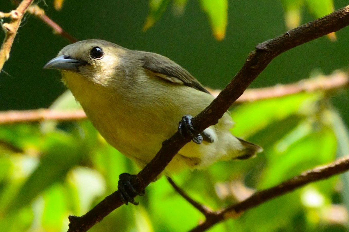 Nilgiri Flowerpecker - Praveen Shankar Balasubramanian