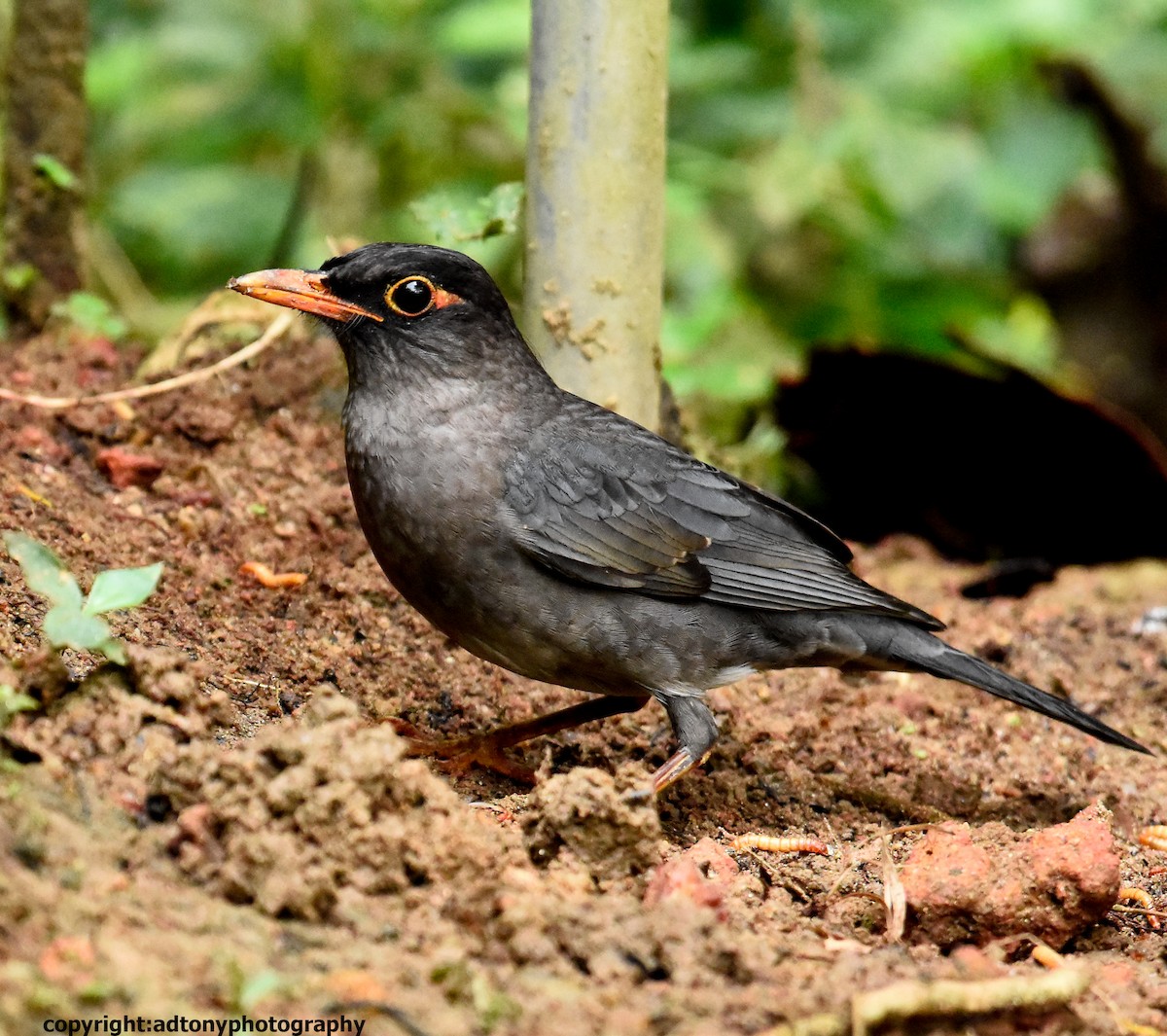 Indian Blackbird - ML162653851