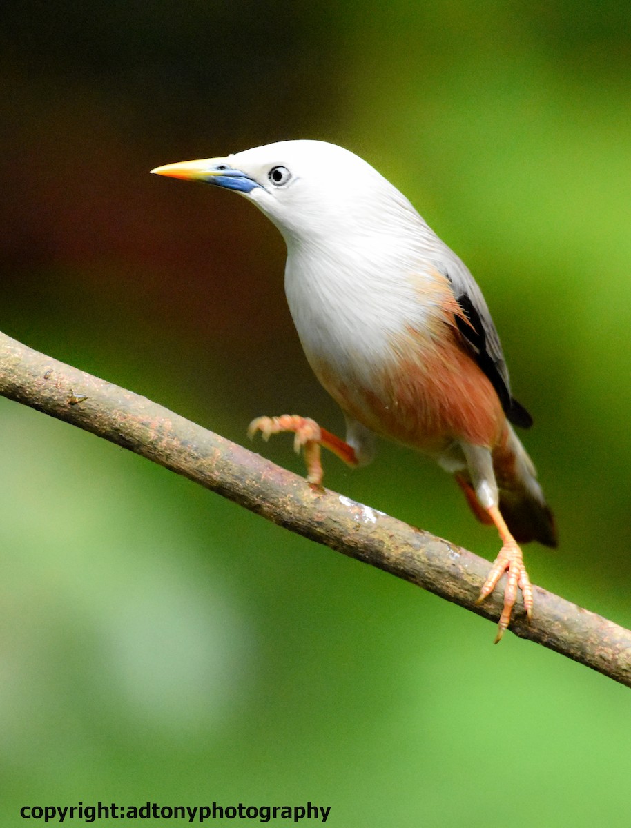 Malabar Starling - Tony AD