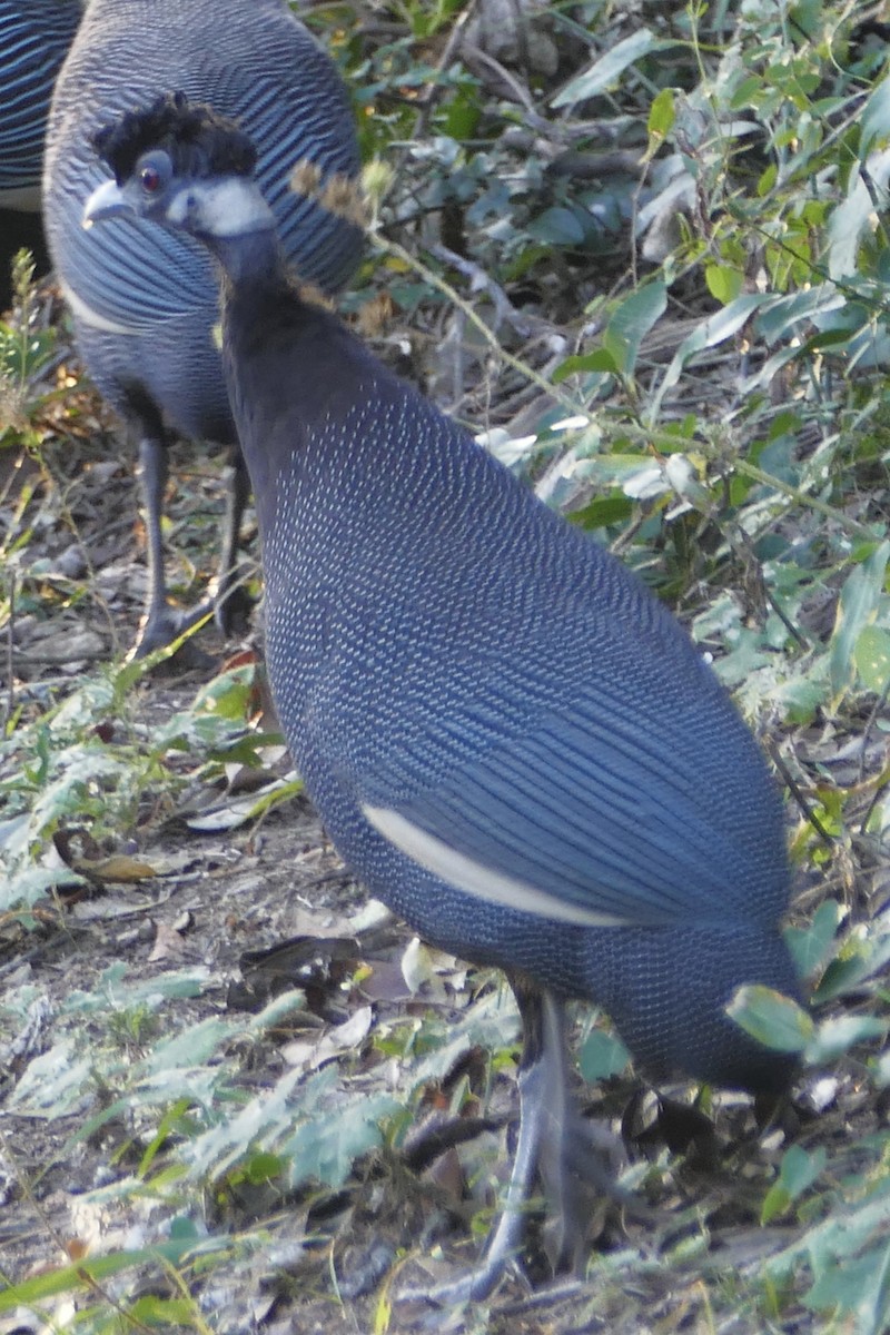 Southern Crested Guineafowl - ML162654161