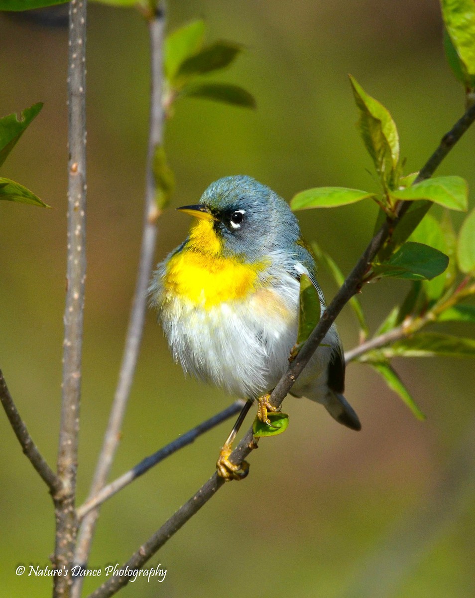 Northern Parula - ML162654521