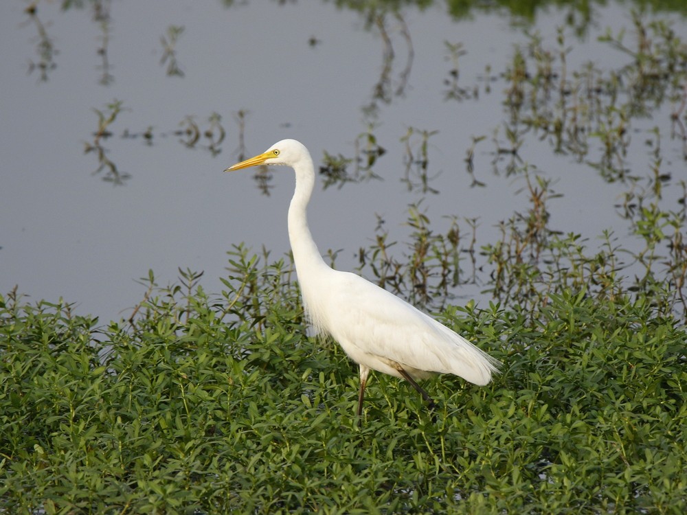 Medium Egret - Subhadra Devi