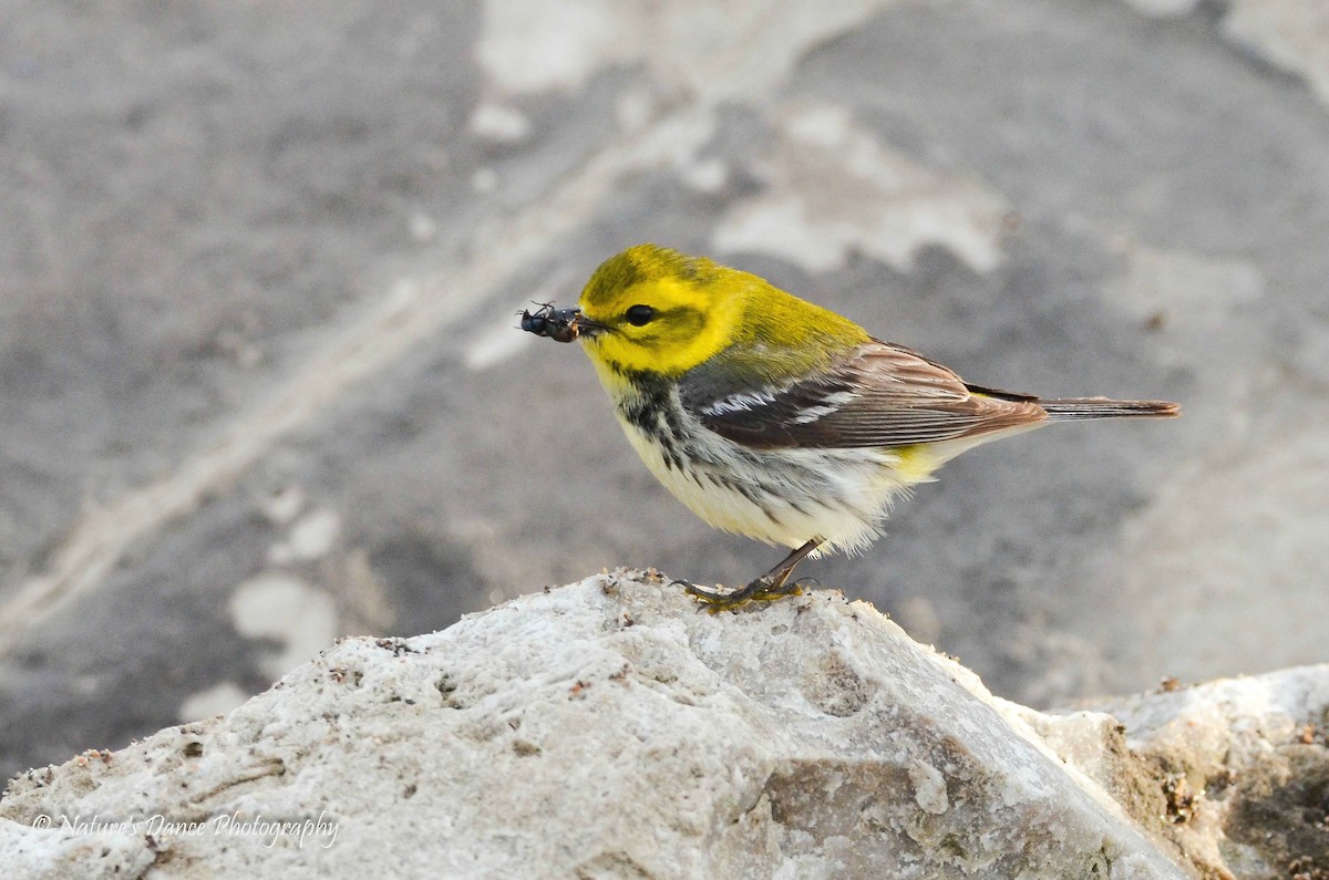 Black-throated Green Warbler - ML162654781