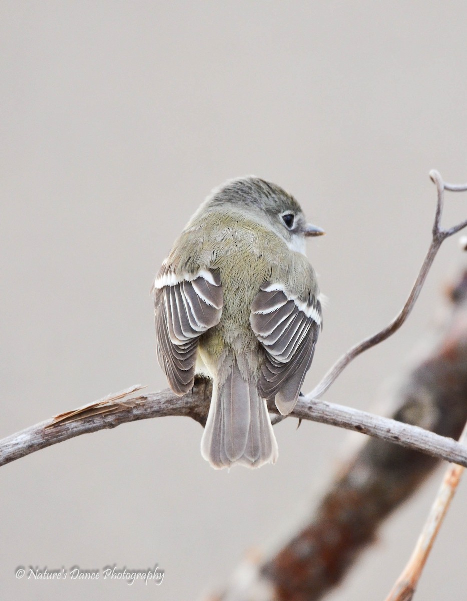 Least Flycatcher - ML162654861