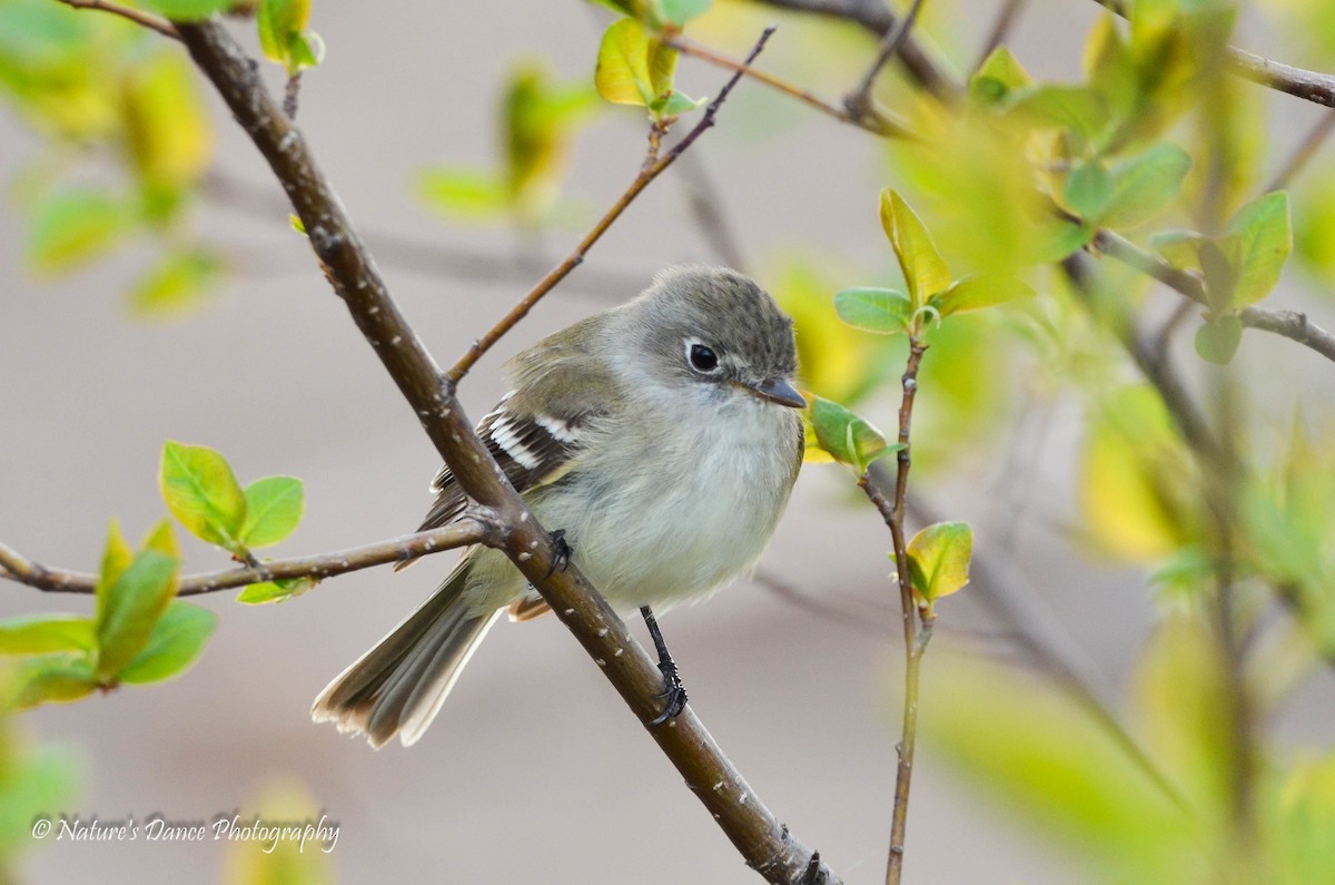 Least Flycatcher - ML162654901