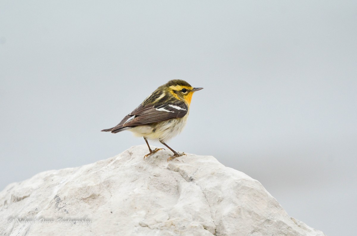 Blackburnian Warbler - ML162655351