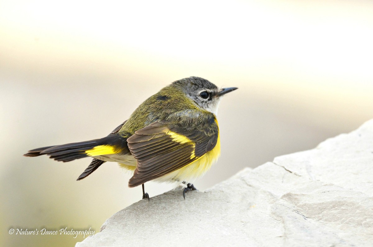 American Redstart - ML162655451