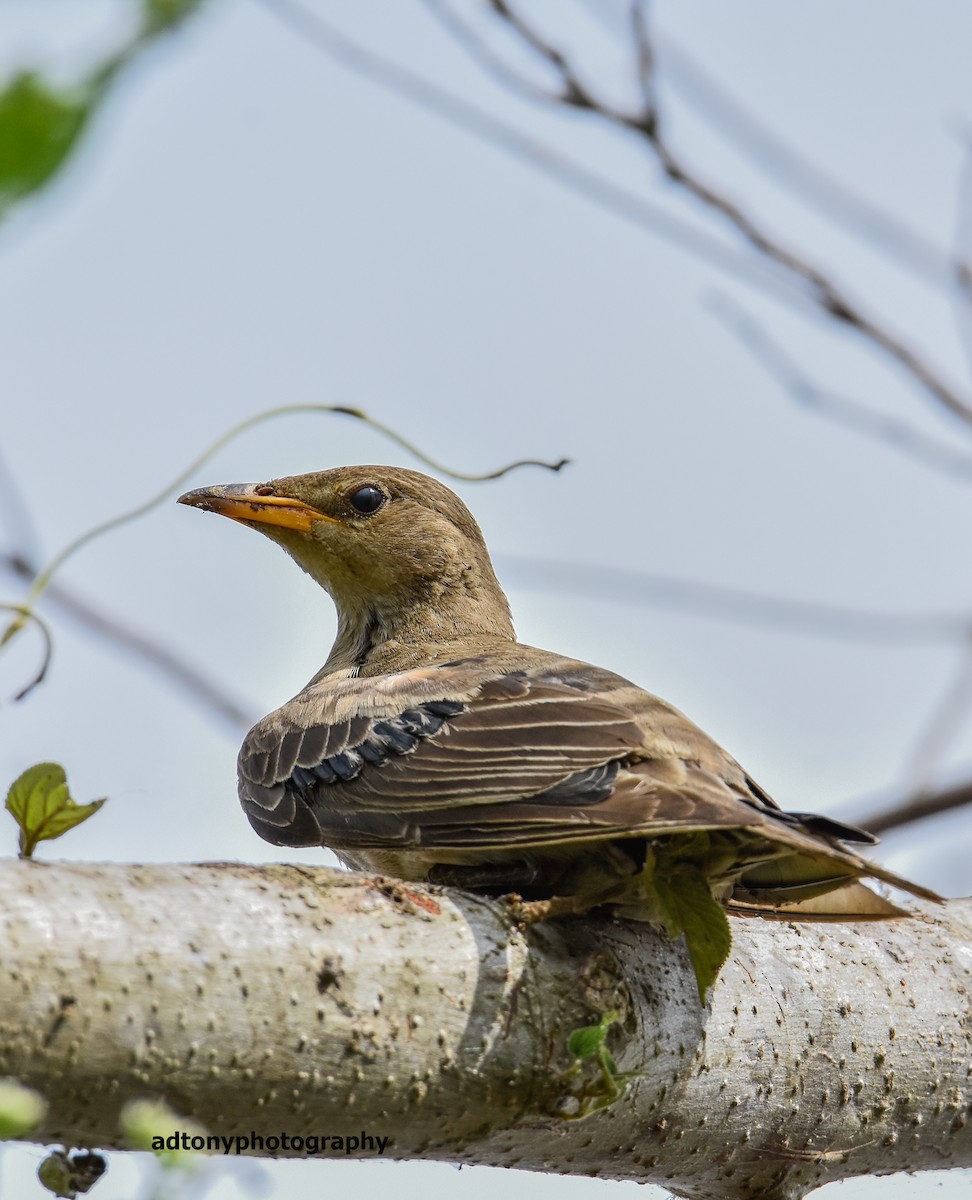 tanımsız Aves sp. - ML162655891