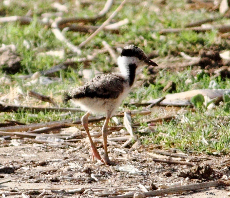 Red-wattled Lapwing - ML162656171