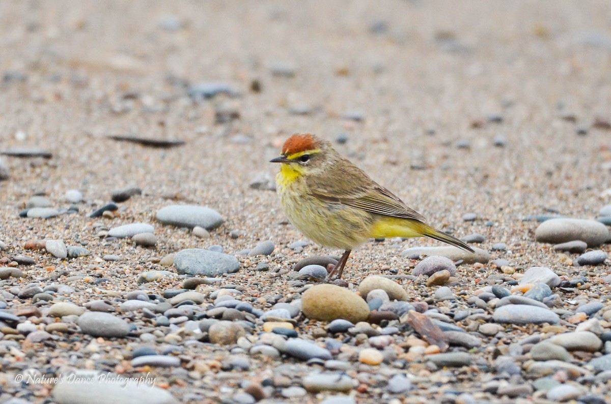 Palm Warbler - ML162656221