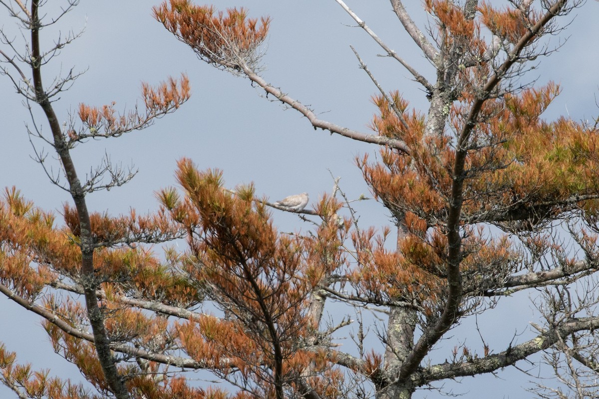 Eurasian Collared-Dove - ML162656501