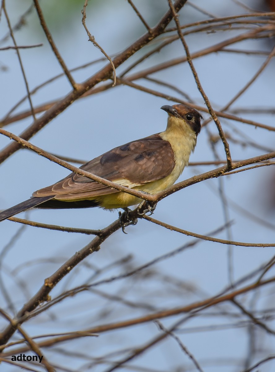 クロシロカンムリカッコウ - ML162656601