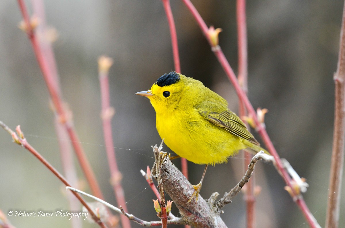 Wilson's Warbler - ML162656861