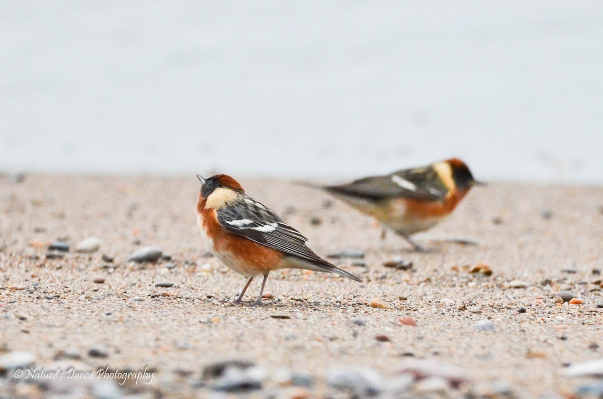 Bay-breasted Warbler - ML162656901