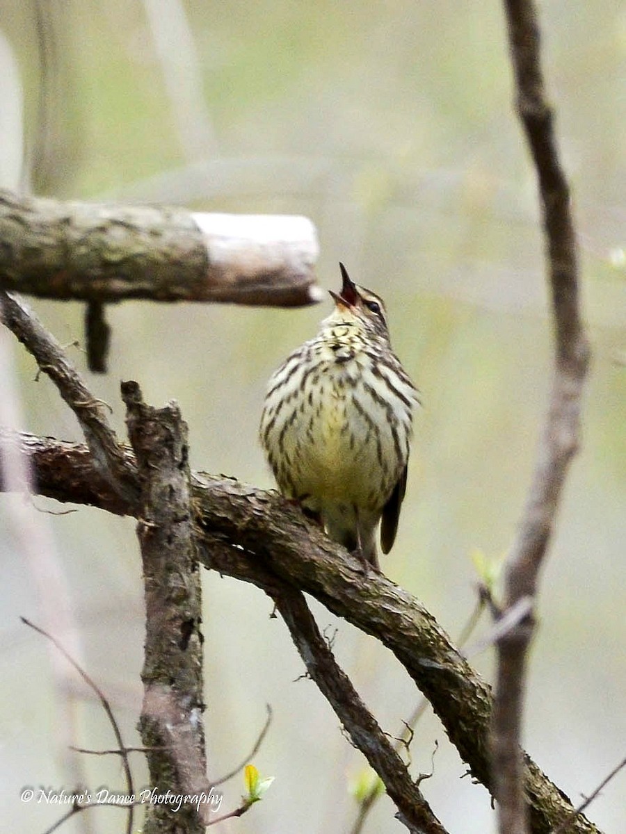 Northern Waterthrush - ML162656961