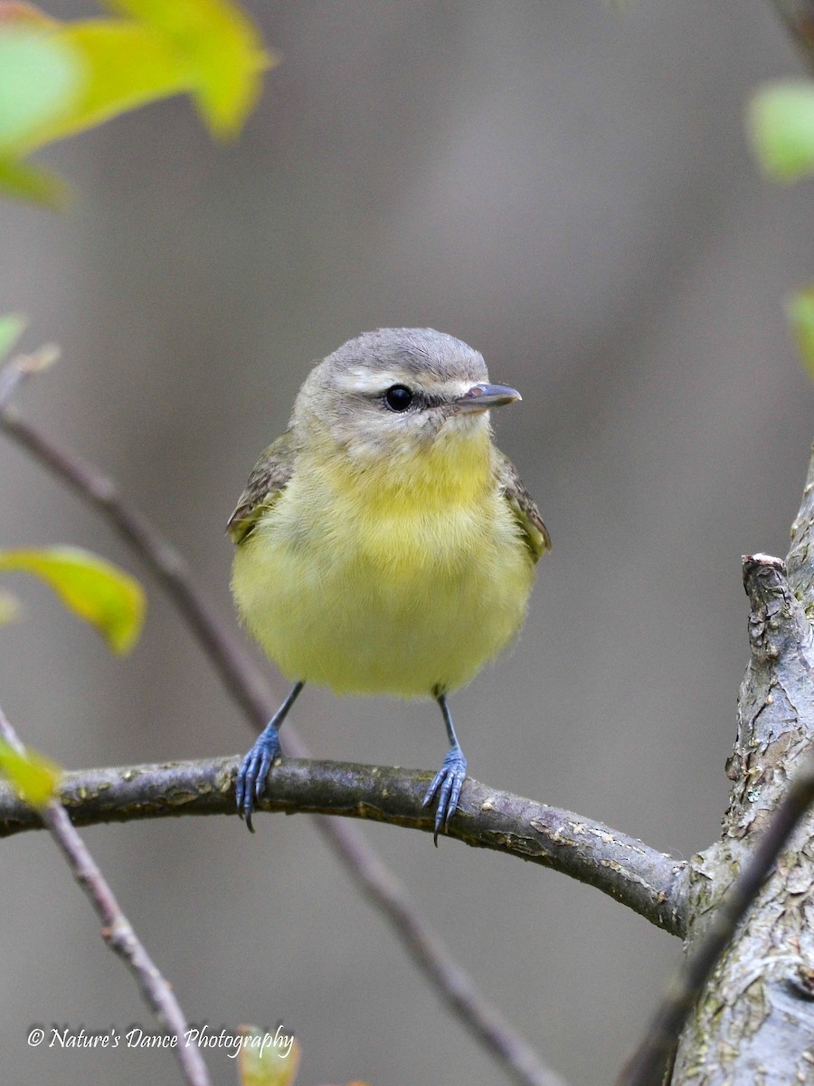 Philadelphia Vireo - ML162657061