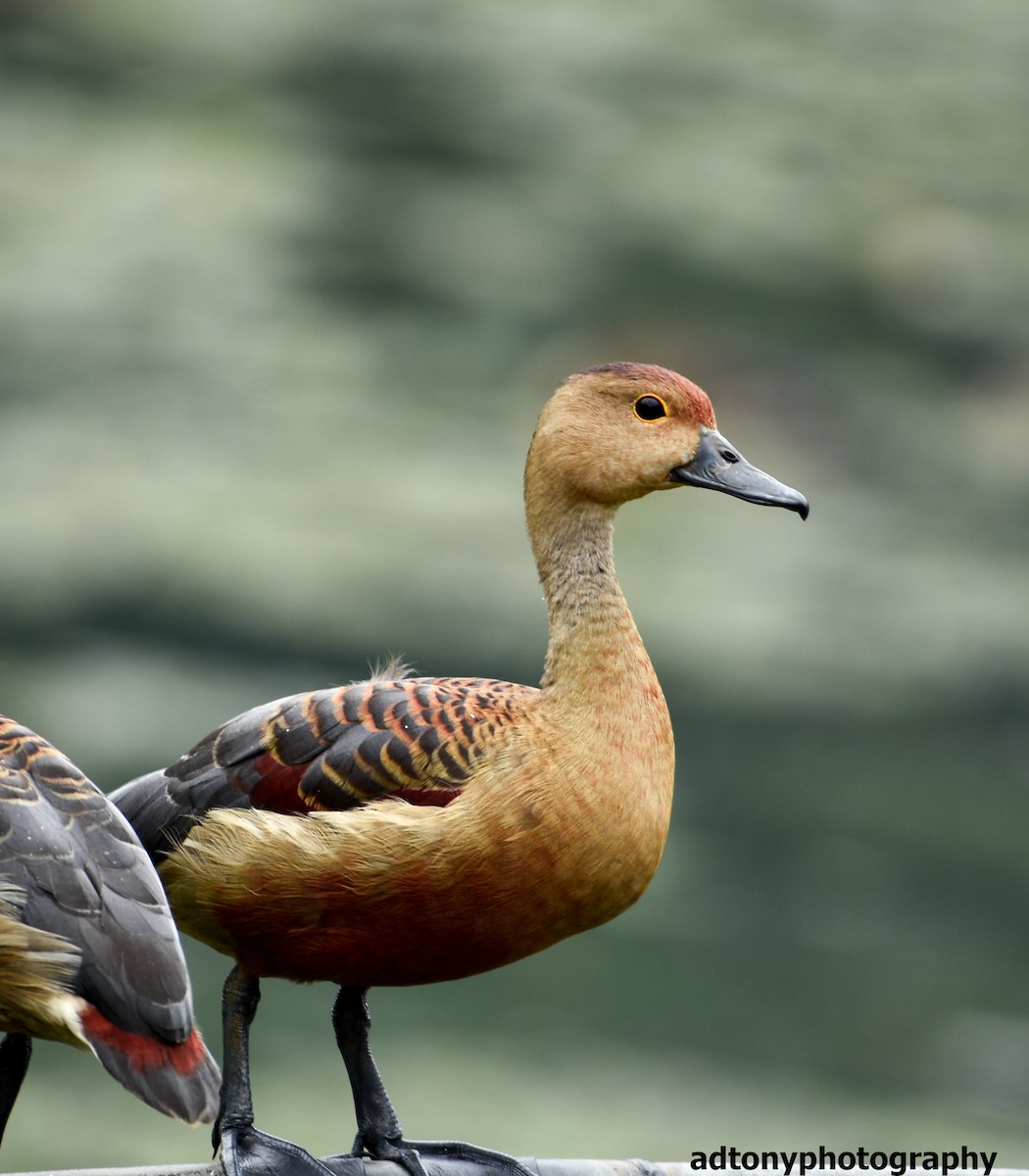 Lesser Whistling-Duck - ML162657241