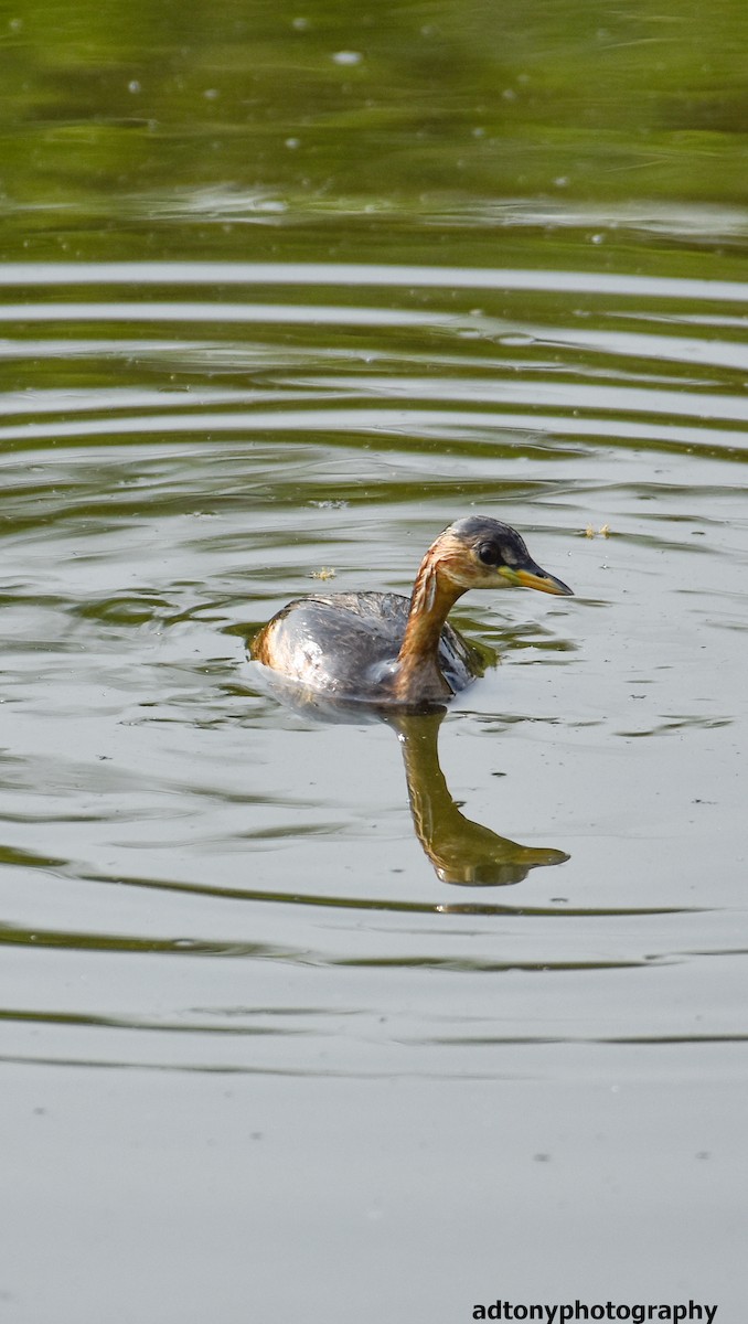 ub. fugl (Aves sp.) - ML162657401