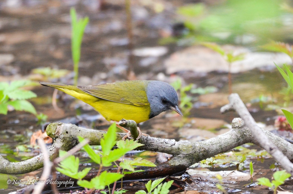 Mourning Warbler - ML162657431