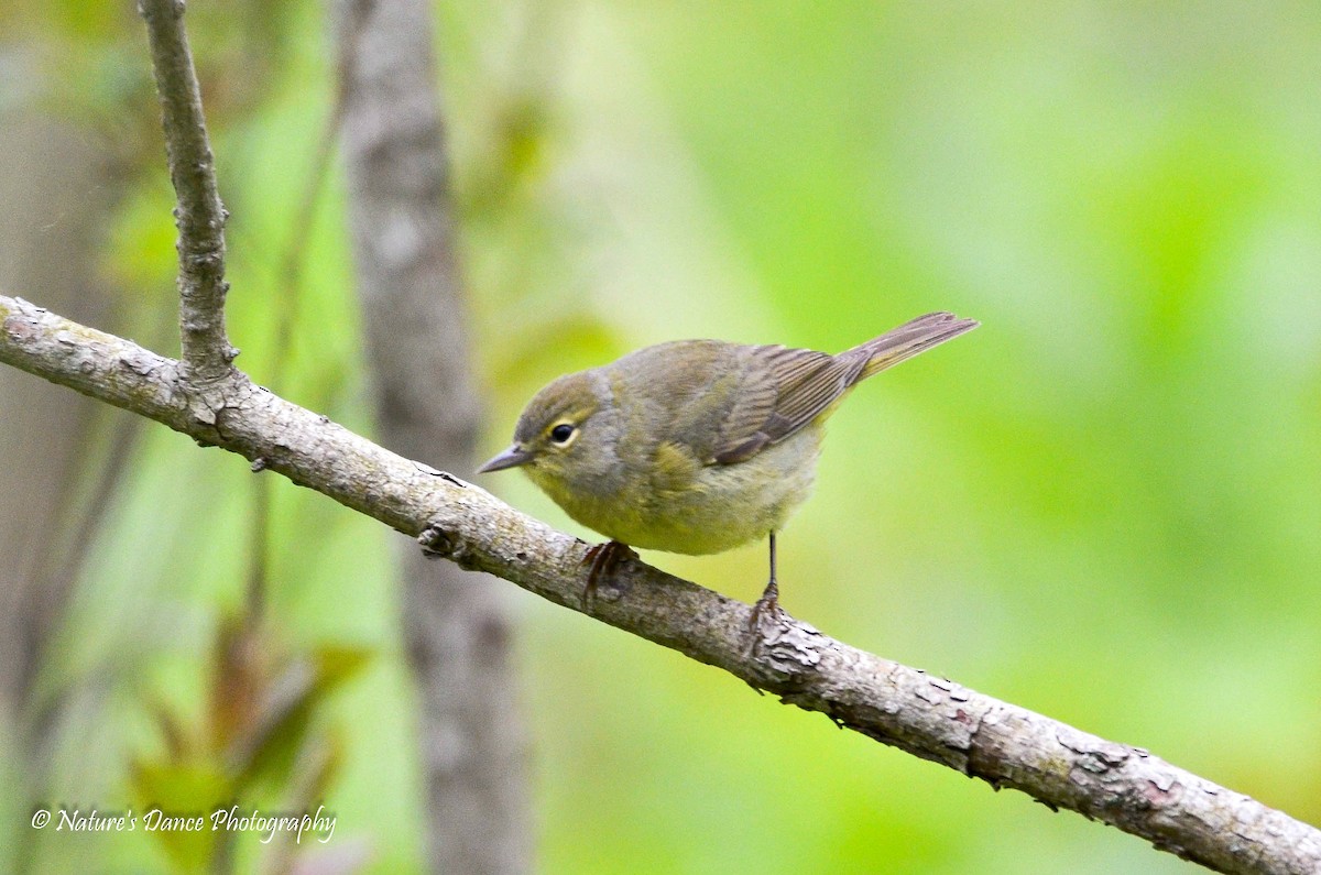 Orange-crowned Warbler - ML162657911