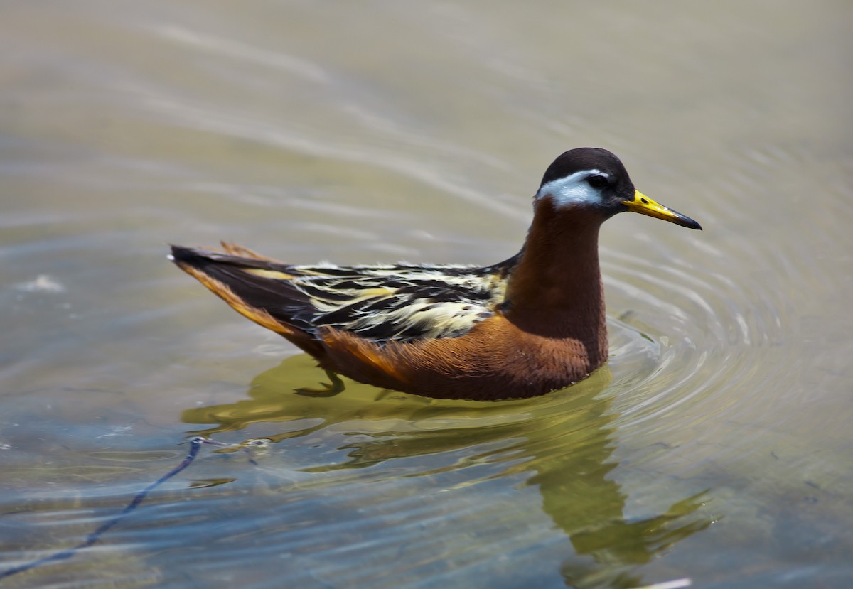 Red Phalarope - ML162657961