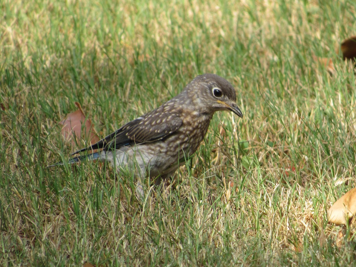 Eastern Bluebird - ML162658321