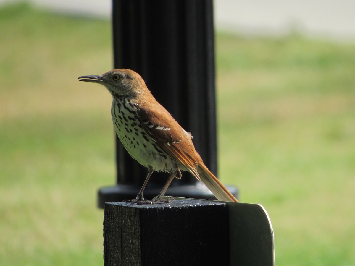 Brown Thrasher - ML162658411