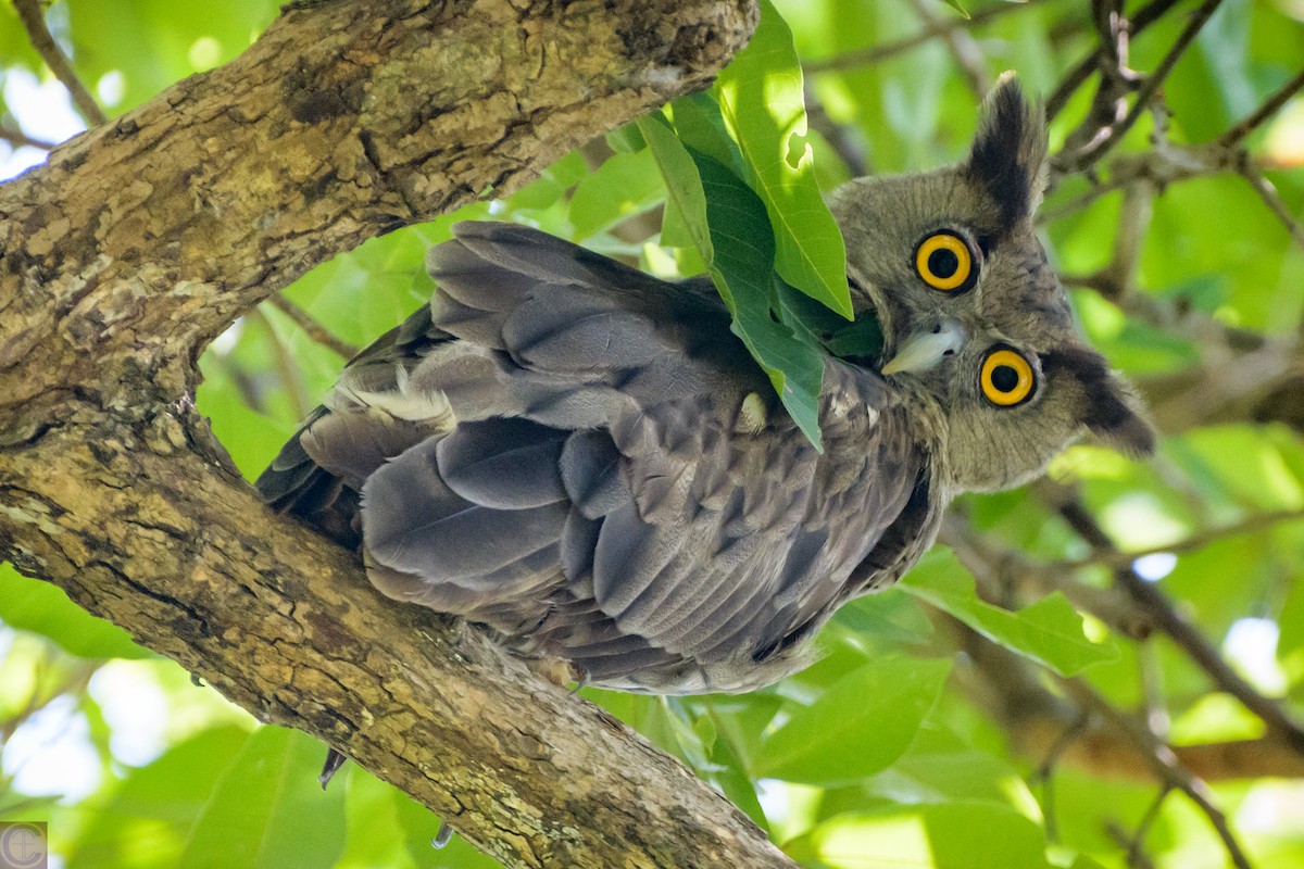 Dusky Eagle-Owl - Manjula Desai
