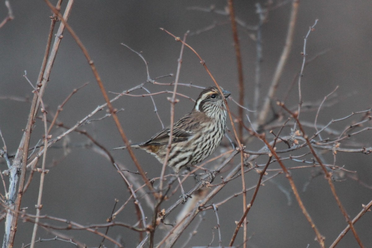 Chinese White-browed Rosefinch - Charles Davies