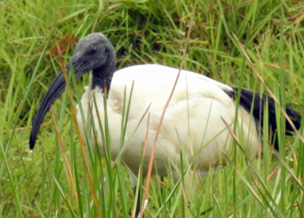 African Sacred Ibis - ML162660591