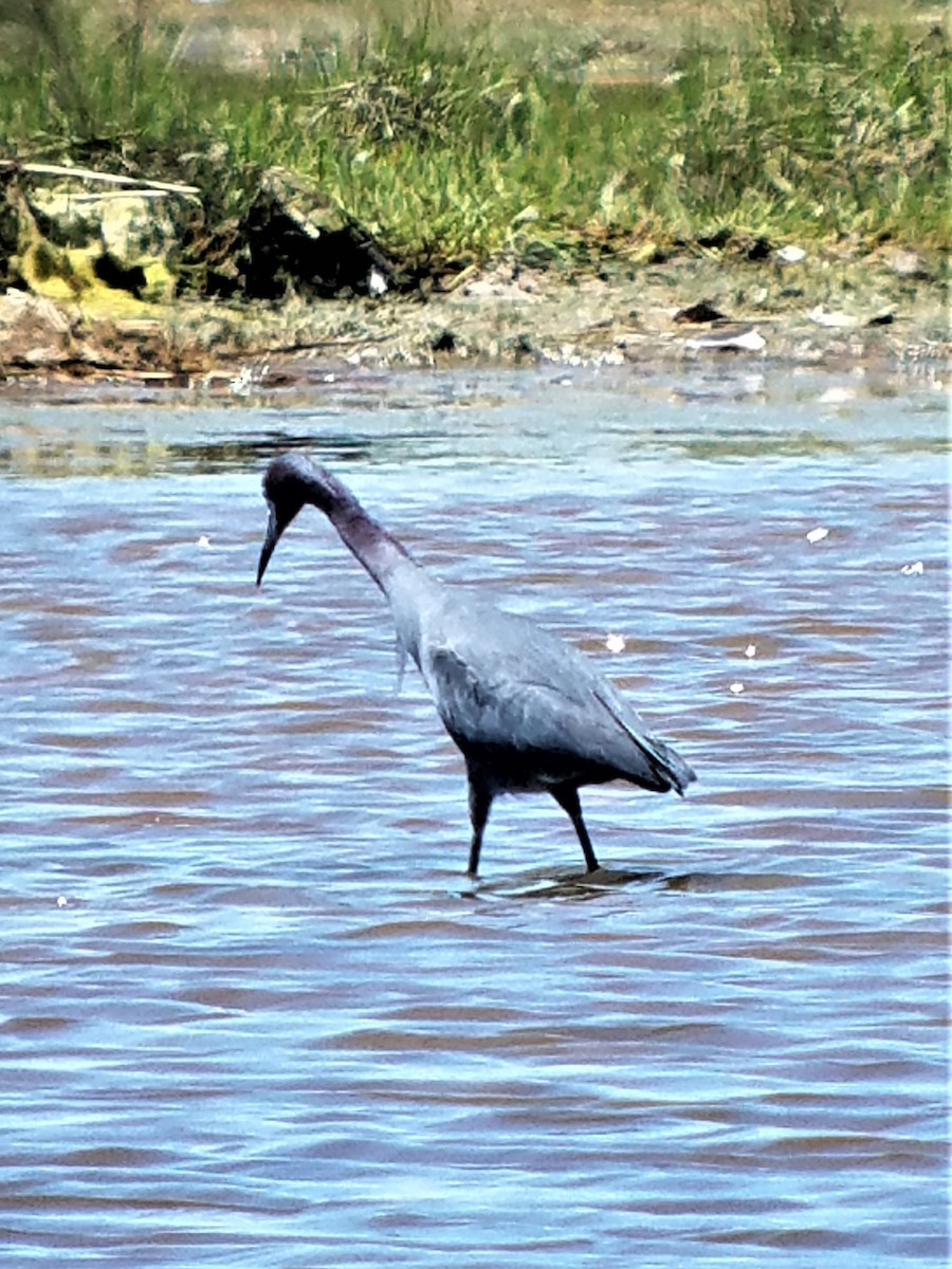 Little Blue Heron - ML162660871