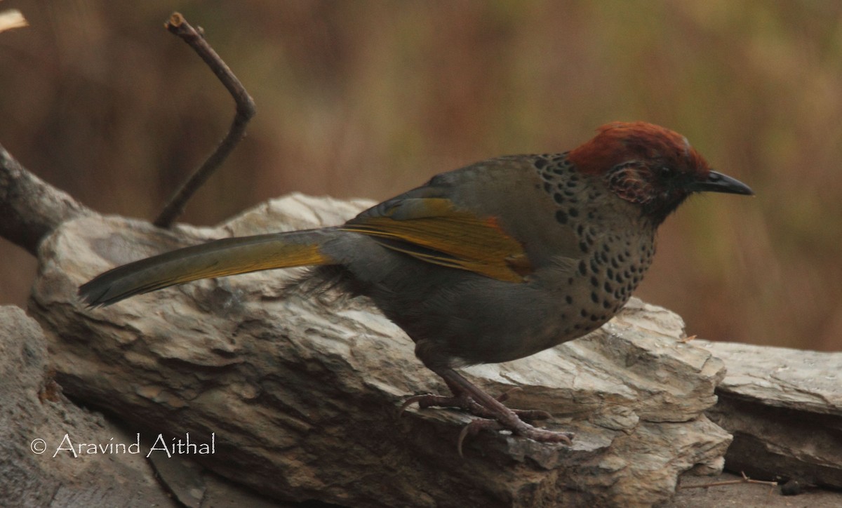 Chestnut-crowned Laughingthrush - ML162661961