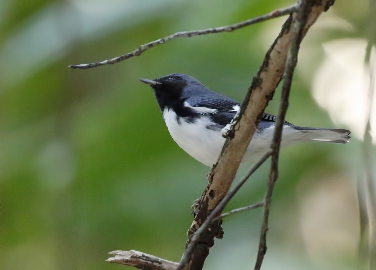 Black-throated Blue Warbler - ML162662591