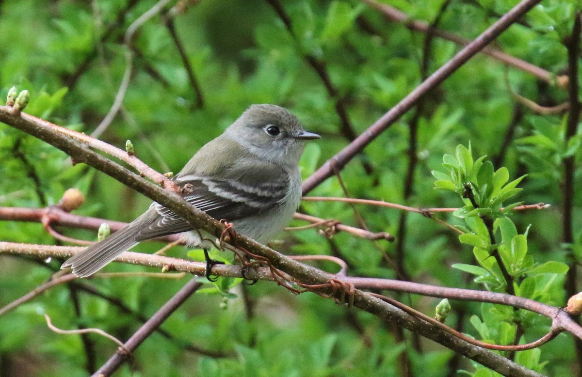 Least Flycatcher - ML162663091