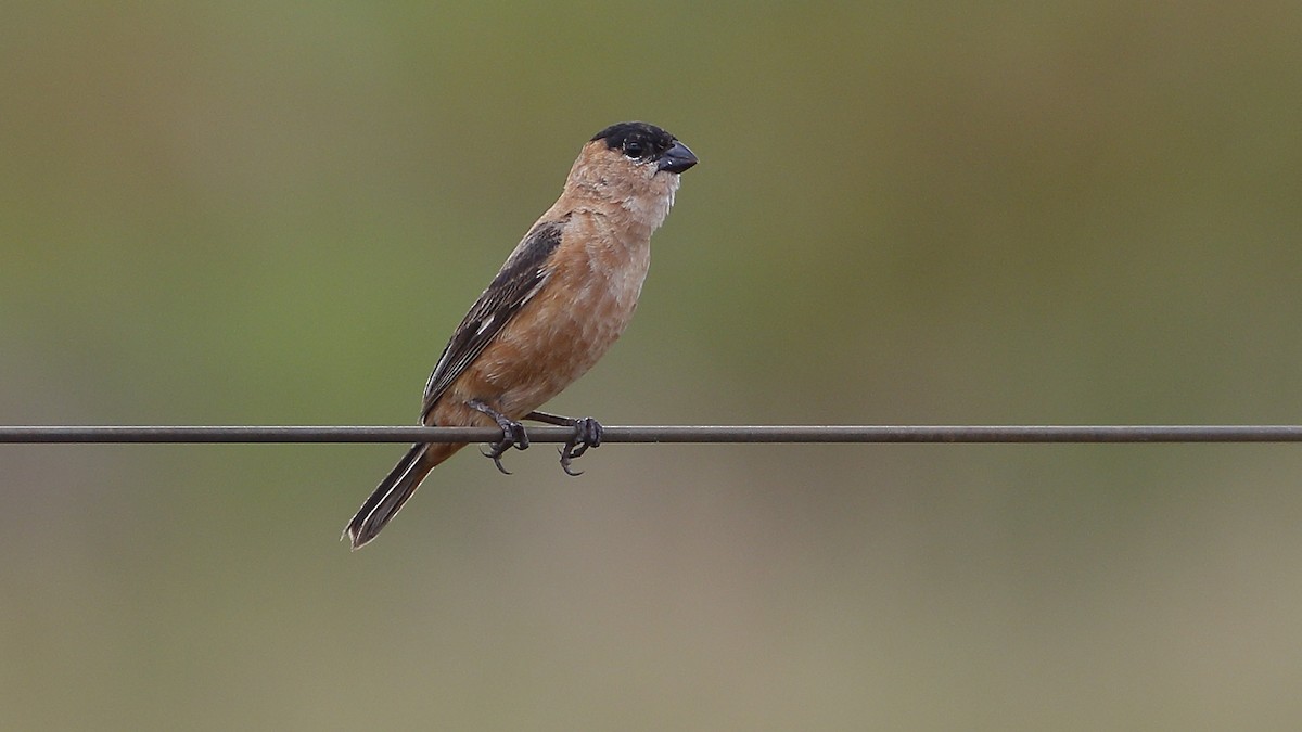 Copper Seedeater - ML162663291