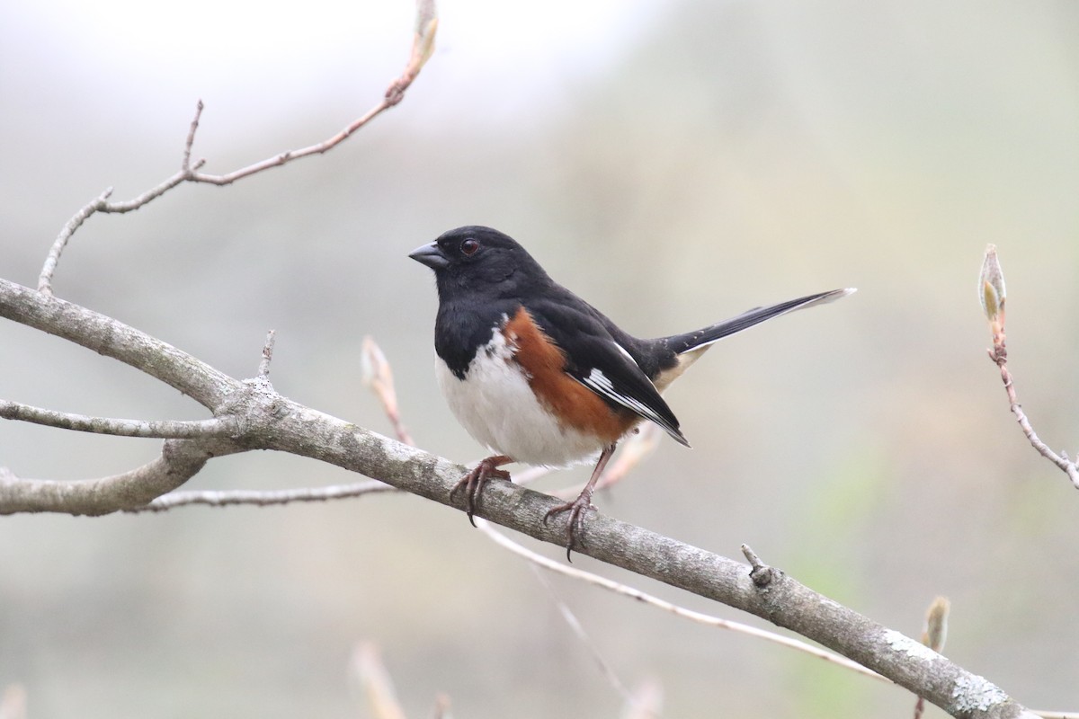 Eastern Towhee - Blair Bernson