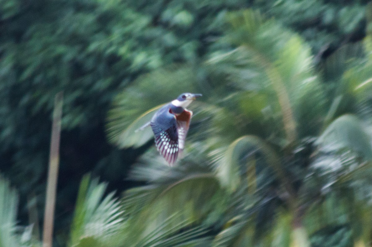 Ringed Kingfisher - ML162664381